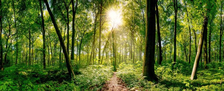 Arbor Day Spotlight: How Going Digital is Saving More Trees Every Year Post Image
