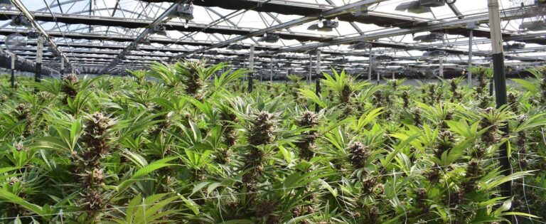 Successful Cannabis Regulation Requires the Right Technology Post Image