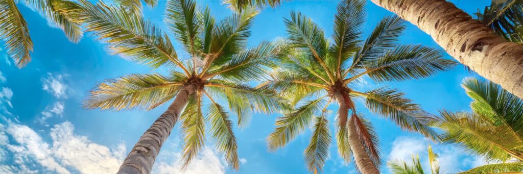 View of palm trees against a bright blue sky in the city of Delano, California