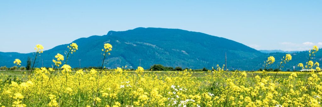 Stunning fields of canola flowers blooming in Washington during the summer with a mountain backdrop.