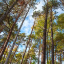 Arbor Day Spotlight: How Going Digital is Saving More Trees Every Year image blog_april28