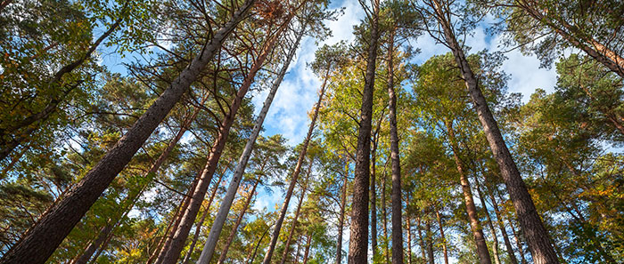 Arbor Day Spotlight: How Going Digital is Saving More Trees Every Year image blog_april28