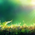 How Effective Communications on Earth Day Can Impact Change image Green Globe On Moss - Envinronmental Concept