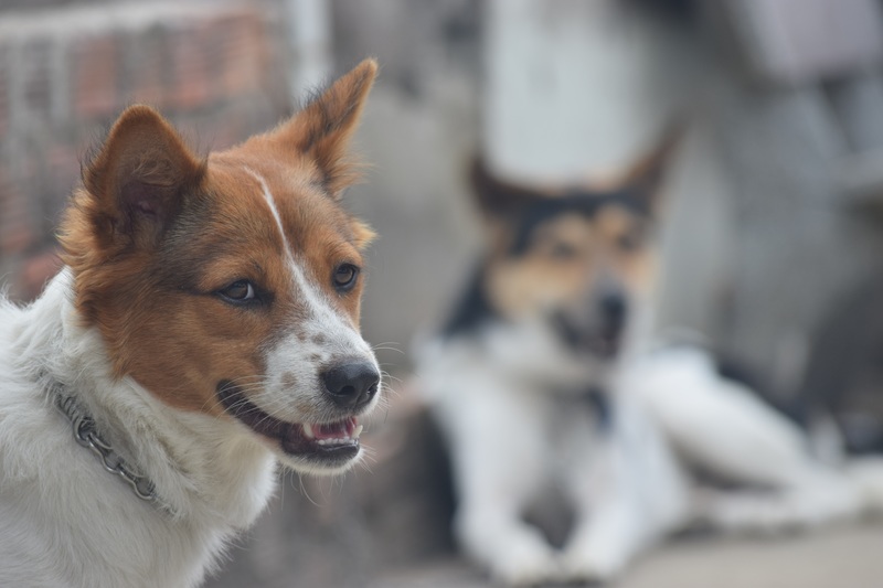 Getting More Shelter Animals Adopted with Modern Digital Government image shelteranimals