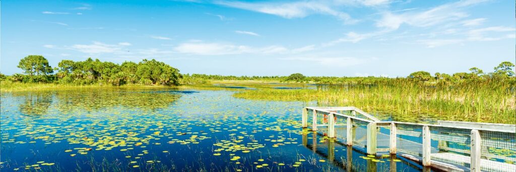 A dock in Florida leading out to a serene lake filled with floating lilies, trees, and tall grass and plants